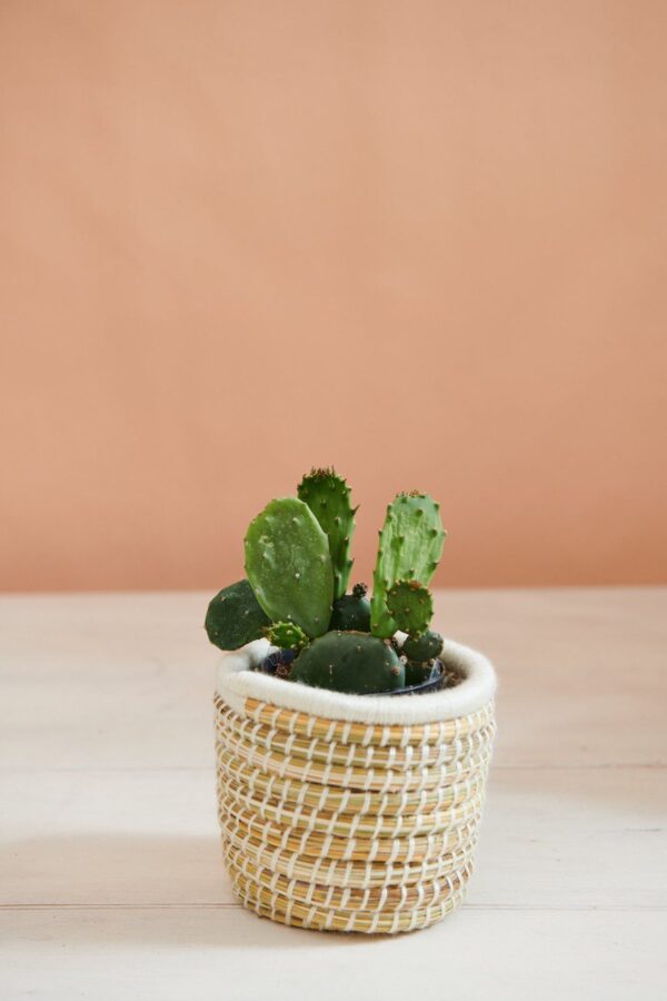 Panier à Plantes Tissé à la Main en Palmier et Laine (Lot de 3) – Image 3