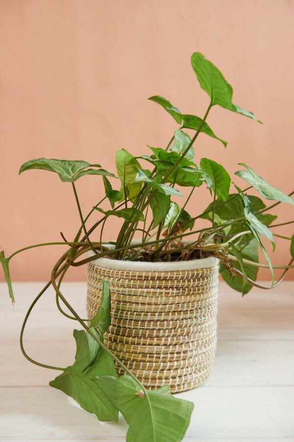 Panier à Plantes Tissé à la Main en Palmier et Laine (Lot de 3) – Image 2
