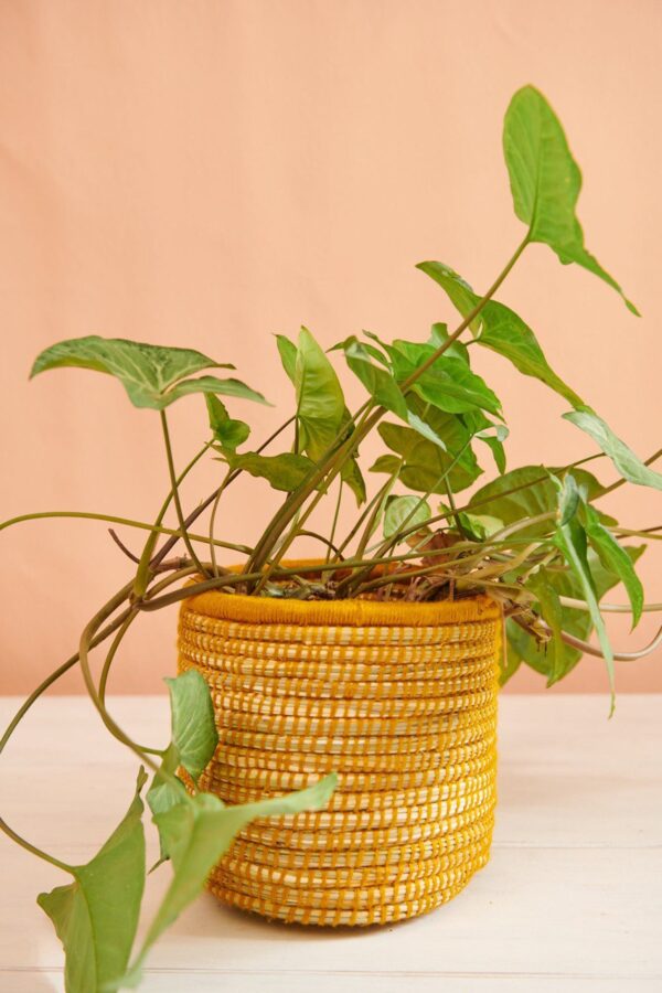 Panier à Plantes Tissé à la Main en Palmier et Laine (Lot de 3) – Image 8